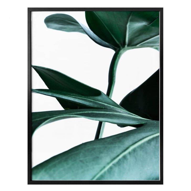 Poster - Urban Jungle - Monstera Deliciosa - WA237991