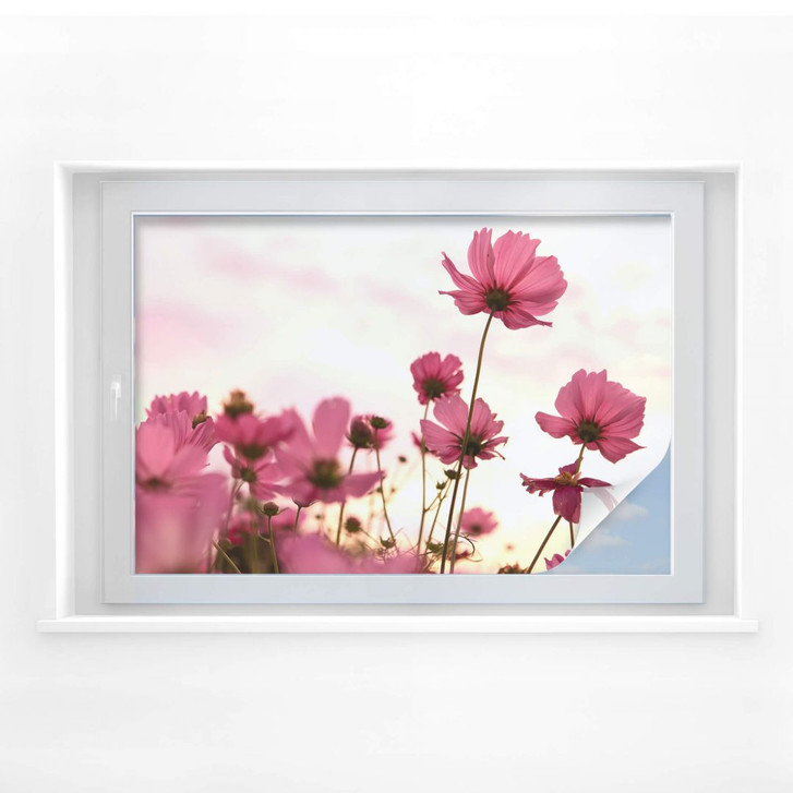 Sichtschutzfolie Pinke Kosmeen - WA176412