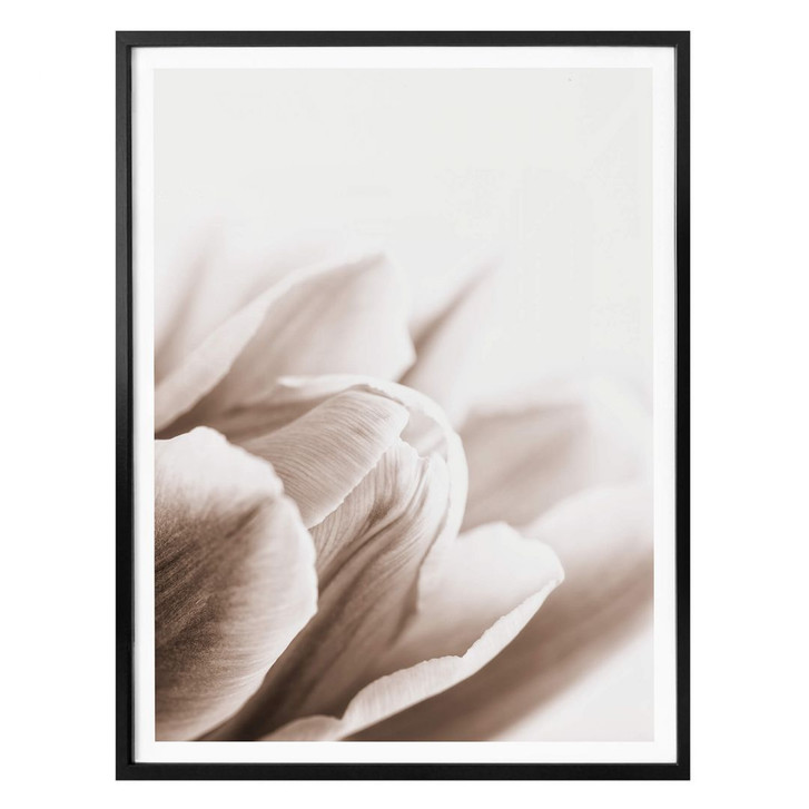 Poster Tulpe im Detail - WA318495