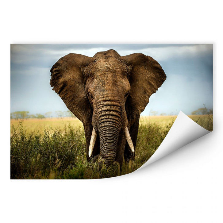 Wallprint Ghizzi-Panizza - Begegnungen in der Savanne - WA184231