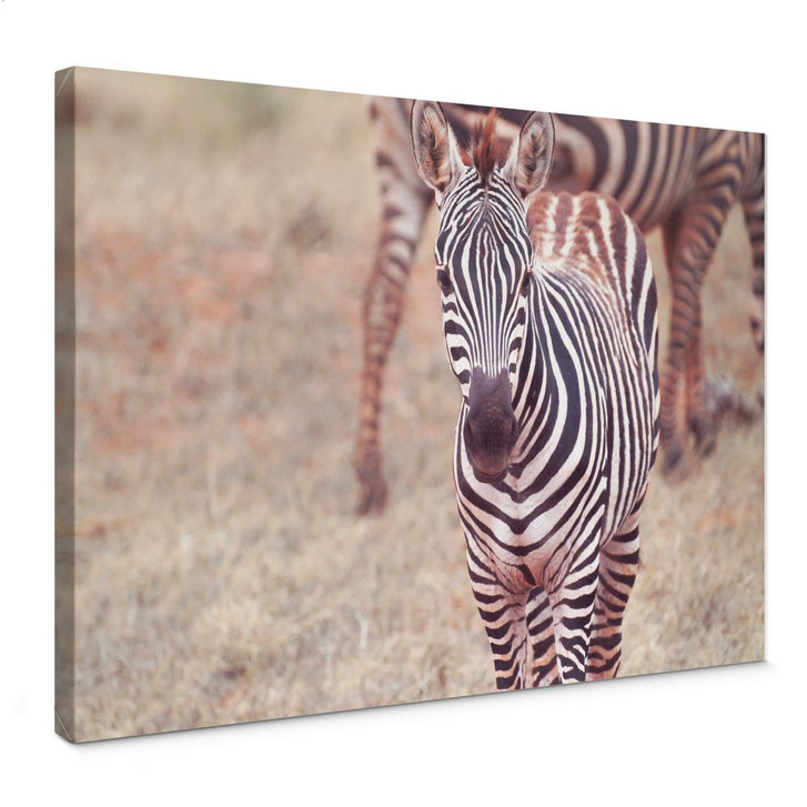 Leinwandbild Zebra Fohlen - WA377535