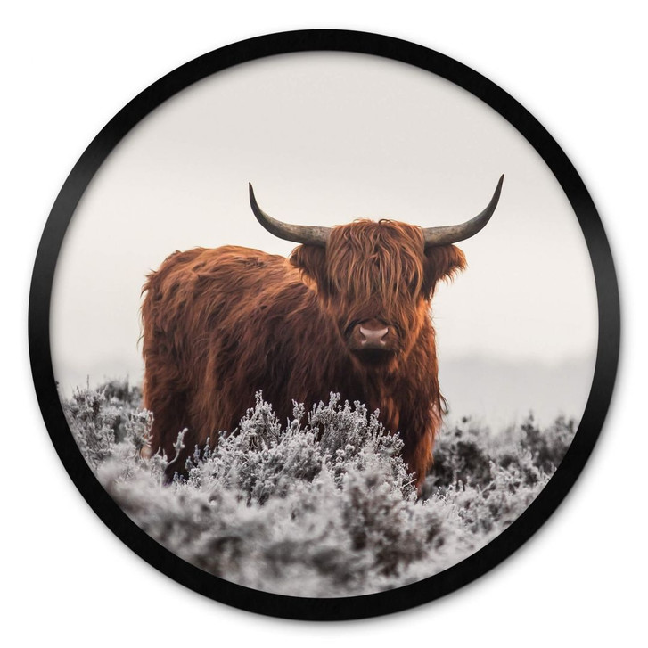 Poster van den Helm - Highlander - Rund - WA380970