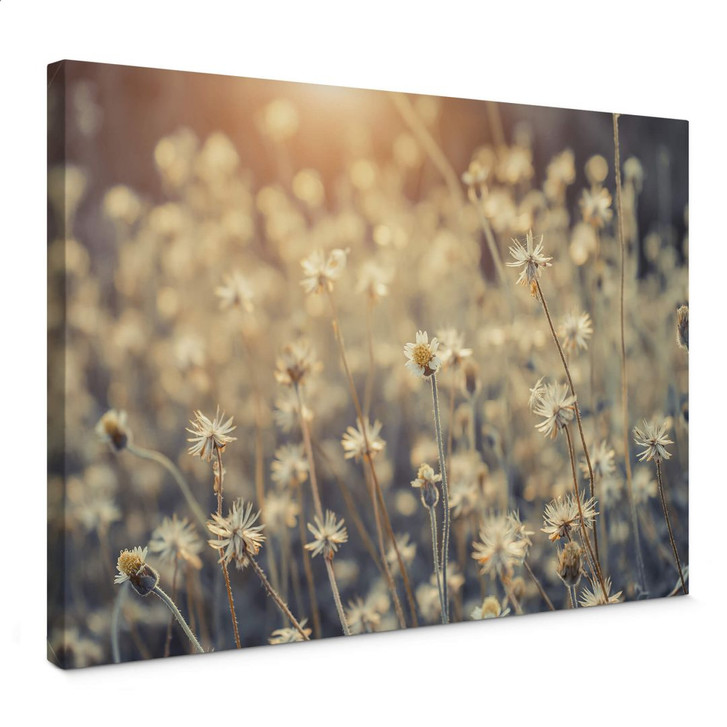 Leinwandbild Mexican Daisy - WA303233
