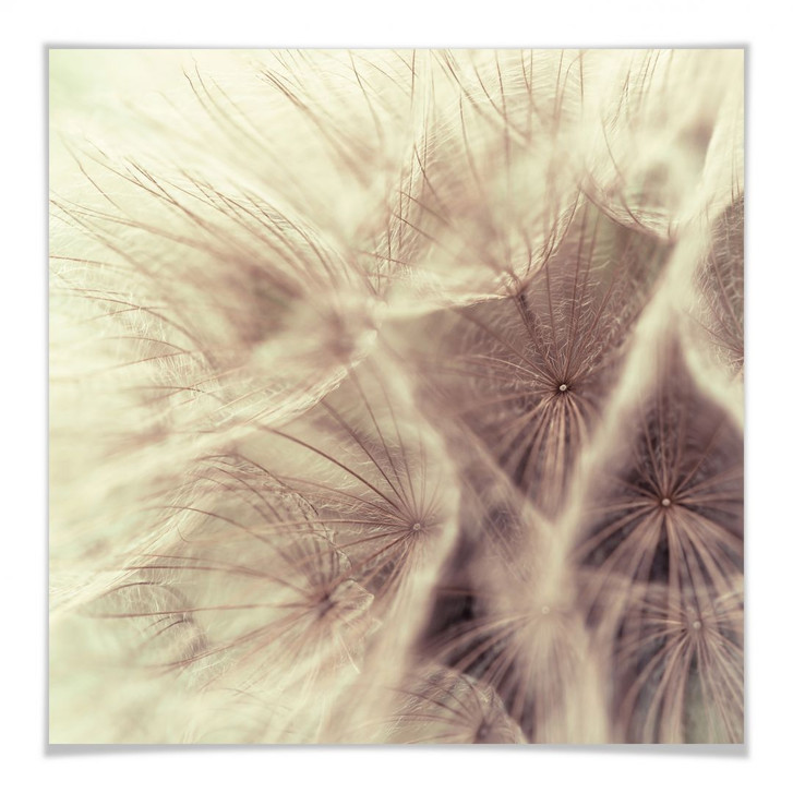 Poster Pusteblume Close Up - WA248851