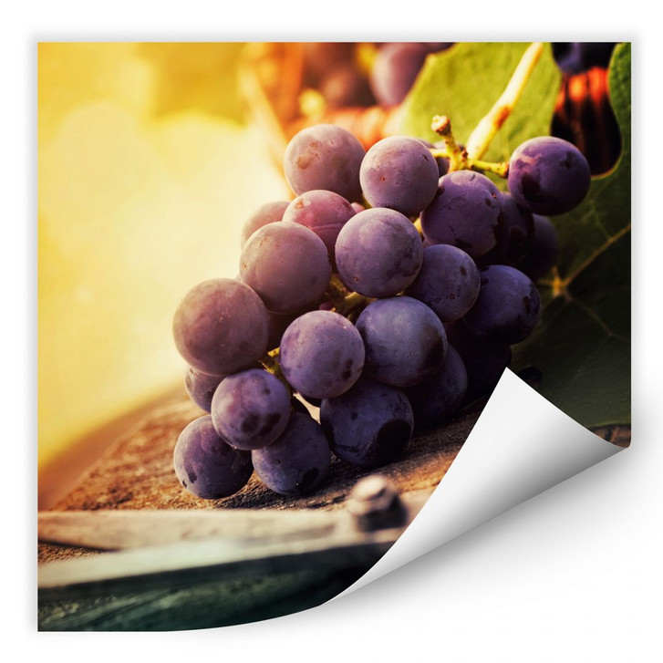Wallprint Weinlese - WA190402
