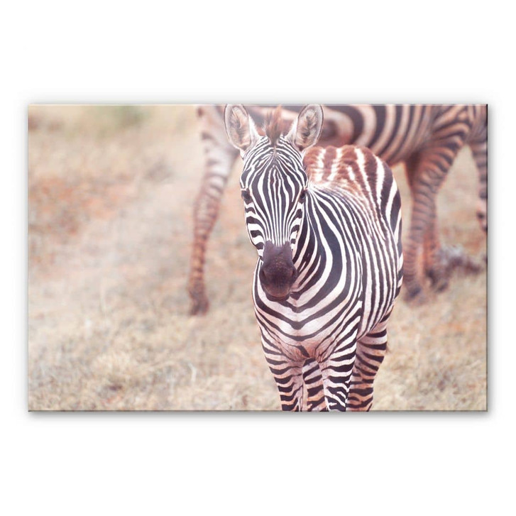 Acrylglasbild Zebra Fohlen - WA475712