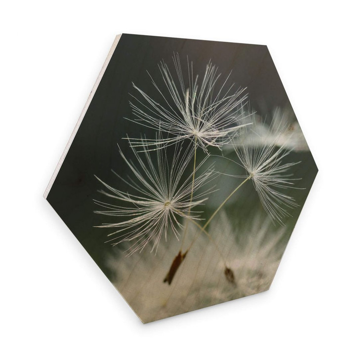 Hexagon - Holz Birke-Furnier Delgado - Pusteblumenvielfalt - WA273764