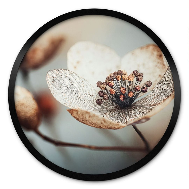 Poster Boho Trockenblume Makro - Treechild - Rund - WA499096