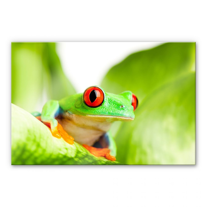Acrylglasbild Knallfrosch - WA109087