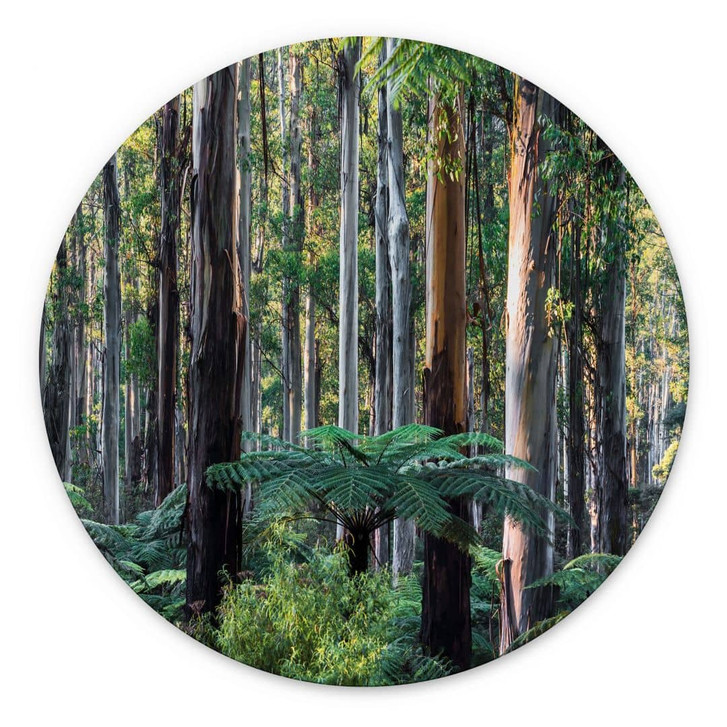 Wandbild Eukalyptuswald in den Yarra Ranges - Colombo - Alu-Dibond Rund - WA464896