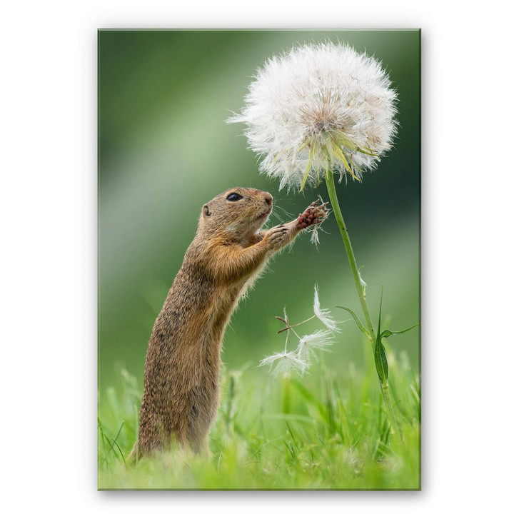 Acrylglasbild van Duijn - Erdhörnchen mit Pusteblume - WA270323