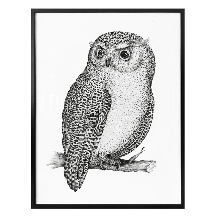 Poster Kvilis - Wachsame Eule - WA258409