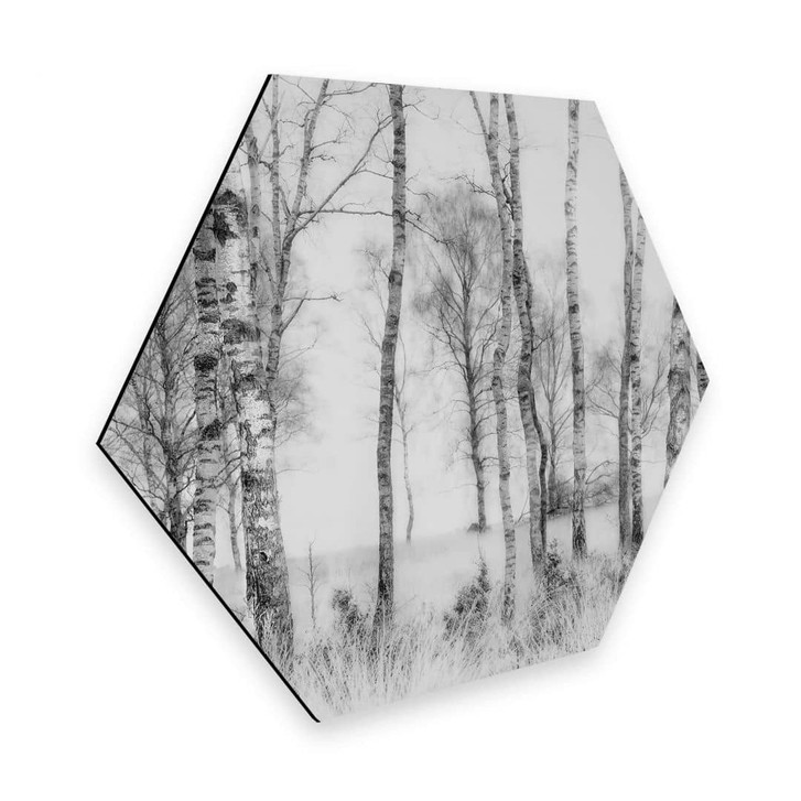Hexagon - Alu-Dibond Talen - Schwarz-weisser Birkenwald - WA315628