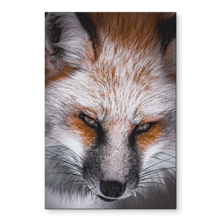 Wandbild Tierporträt Rotfuchs - Alu-Dibond - Nagi - WA491547