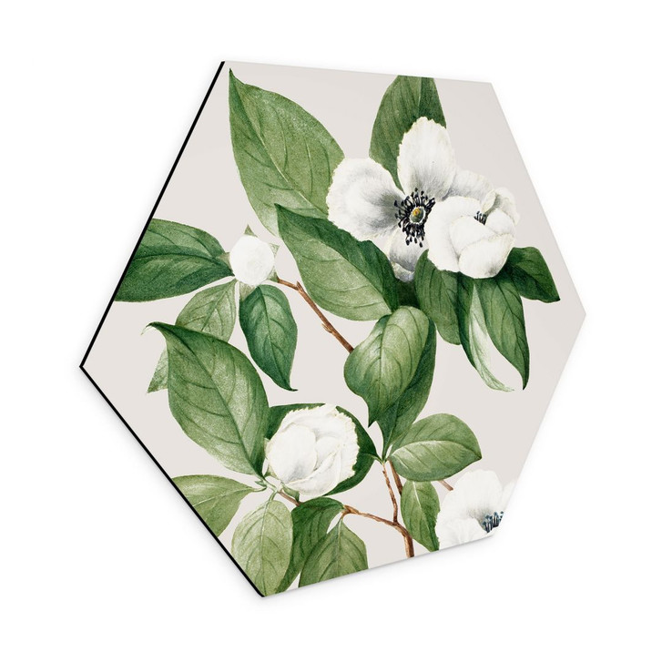 Hexagon Wandbild Botanik Illustration einer Scheinkamelie - Walcott - Alu-Dibond - WA395230