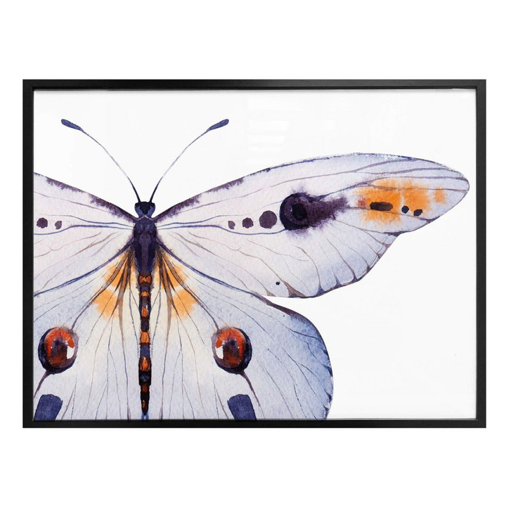 Poster Kvilis - Schmetterling 01 - WA162473