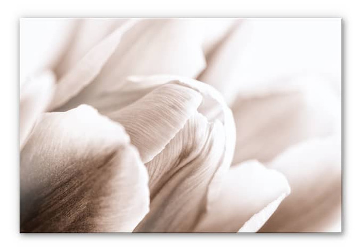 Acrylglasbild Tulpe im Detail - WA111544