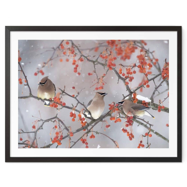 Poster Li - Drei Vögel in einer Winterlandschaft - WA349303