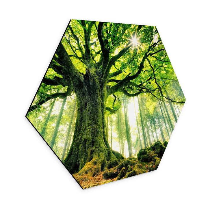 Hexagon Wandbild Märchenwald - Kiciak - Alu-Dibond - WA394326