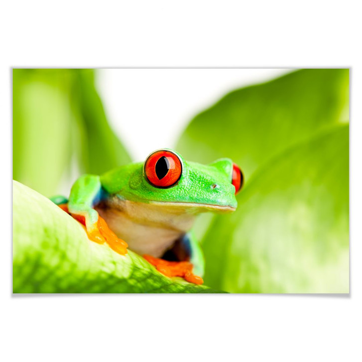 Poster Knallfrosch - WA162237