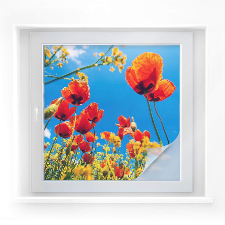 Sichtschutzfolie Mohnblumen im Rapsfeld - quadratisch - WA175955