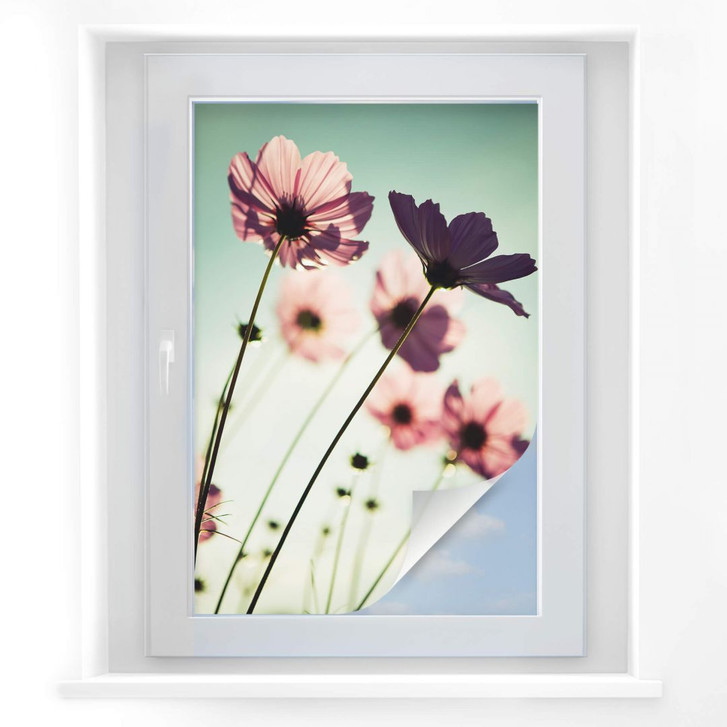 Sichtschutzfolie Rosa Kosmeen - WA176492