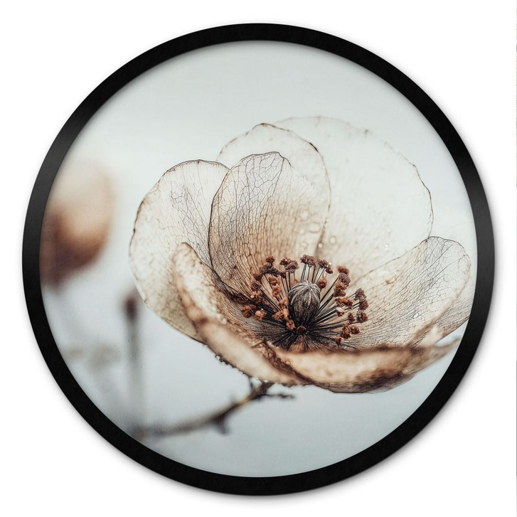 Poster Trockenblüte Beige Naturpoesie - Treechild - Rund - WA499107