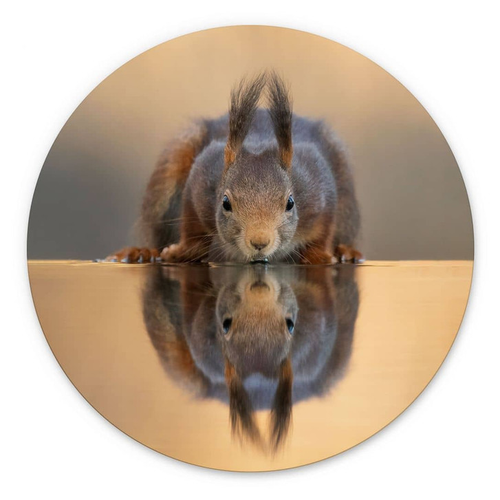 Wandbild Eichhörnchen am Wasser - van Duijn - Alu-Dibond - Rund - WA465062