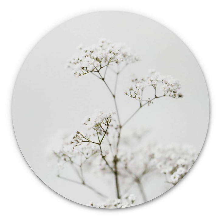 Alu-Dibond Annie - Wiesenkerbel - Rund - WA313846