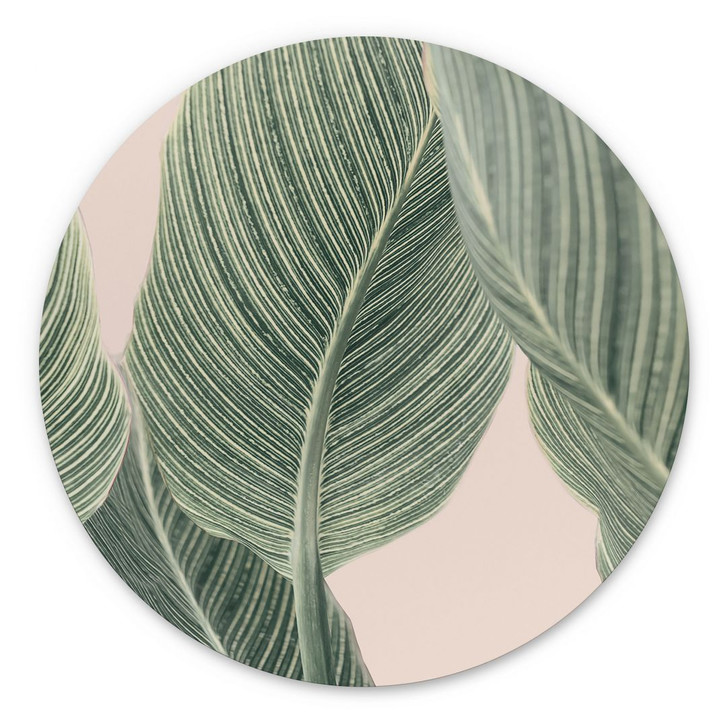 Alu-Dibond Calathea Pflanze - Sisi & Seb - Rund - WA422976