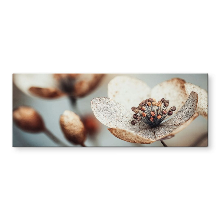 Glasbild Boho Trockenblume Makro | Naturfotografie - Treechild - Panorama - WA495188