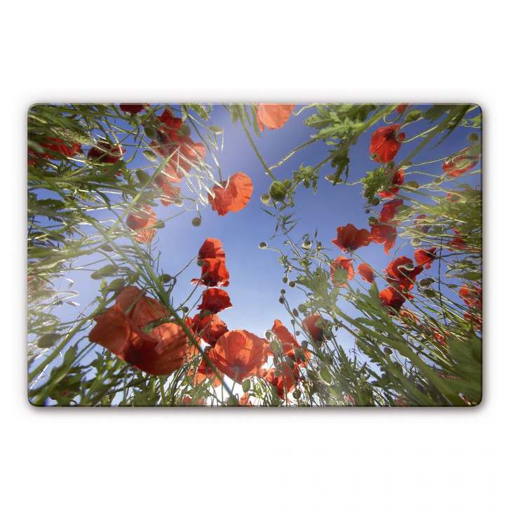 Glasbild Mohnfeld - WA125640