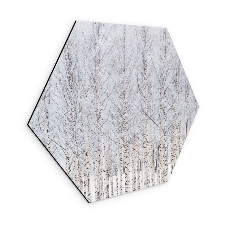 Hexagon Wandbild Birkenwald im Winter - EMELIEmaria - Alu-Dibond - WA491654