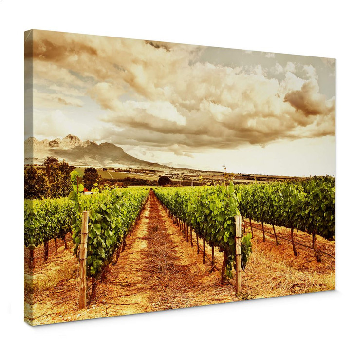 Leinwandbild Weinreben in den Bergen - WA377056