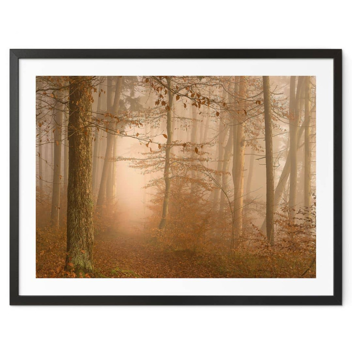 Poster Dunst und Licht im herbstlichen Wald - Maier - WA451578