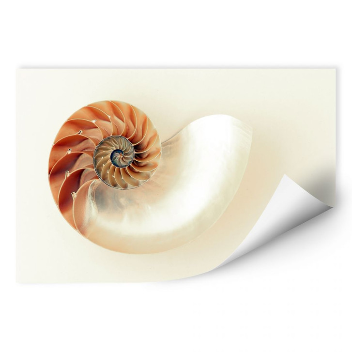 Wallprint Nautilus - WA187189
