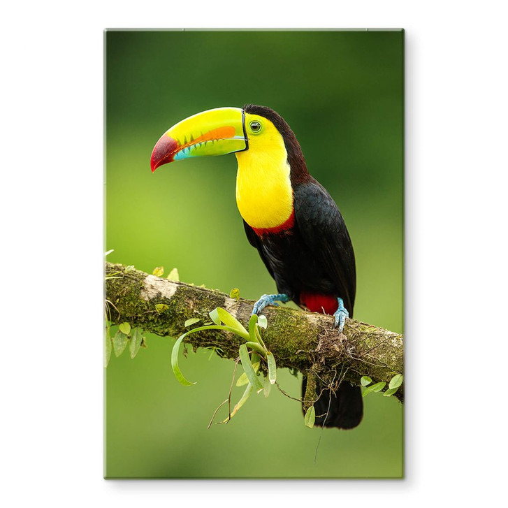 Glasbild van Duijn - Fischertukan in Costa Rica - WA354323