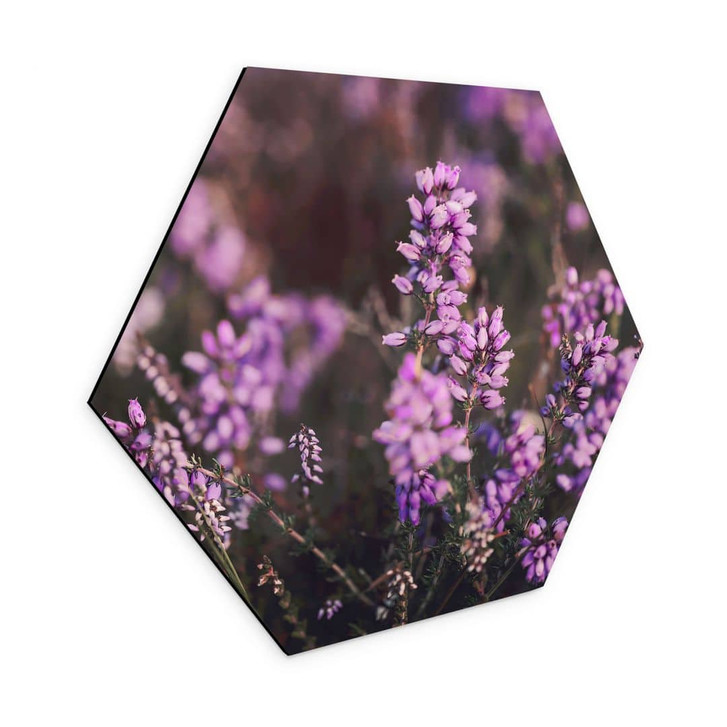 Hexagon Wandbild Lila Heideblüte im warmen Licht - Annie - Alu-Dibond - WA464687