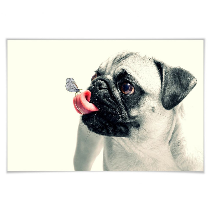 Poster Tierische Zuneigung - WA167471