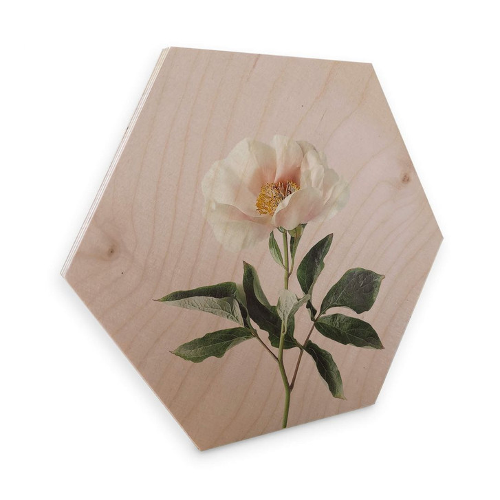 Hexagon - Holz Sisi & Seb - Zart - WA309605