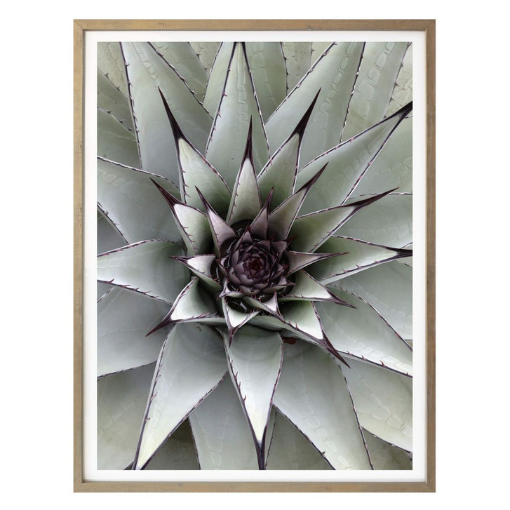 Poster Agave 01 - WA157008