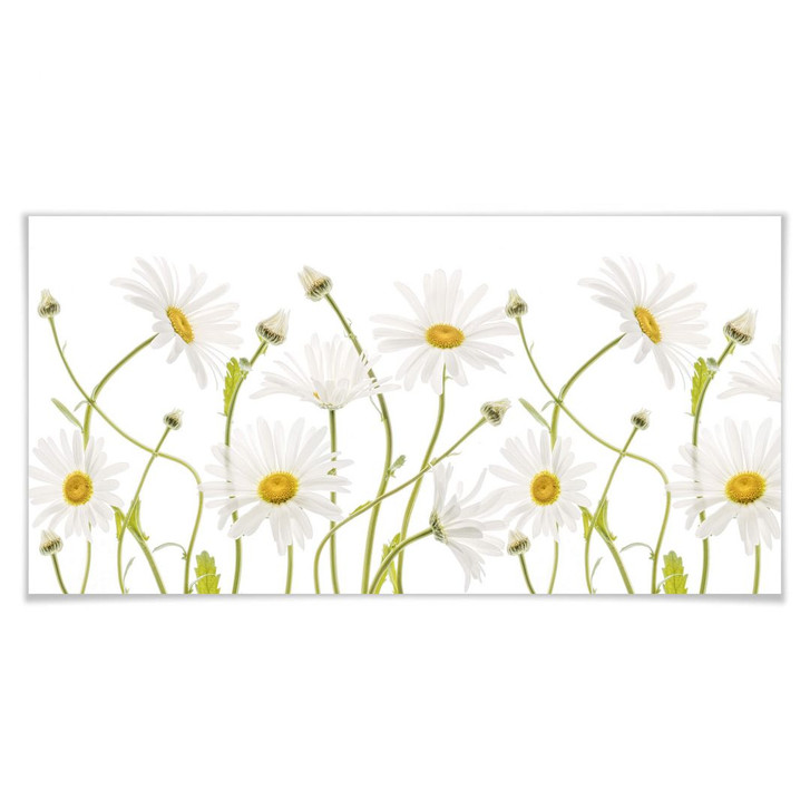 Poster Disher - Ox eye Daisies - Panorama - WA289873