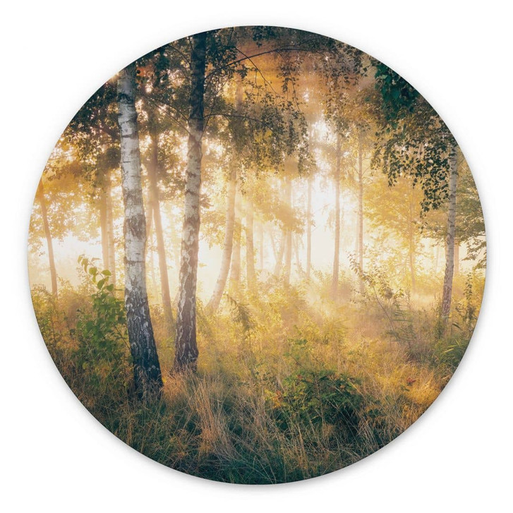 Wandbild Sonnenschein im Birkenwald - Alu-Dibond - Kado - Rund - WA421946