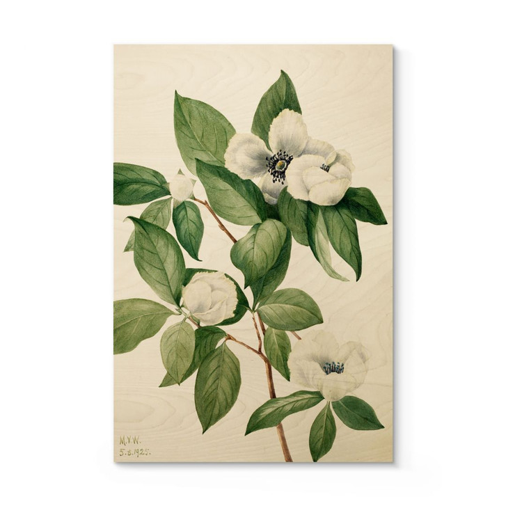 Holzbild Botanik Illustration einer Scheinkamelie - Walcott - WA401788