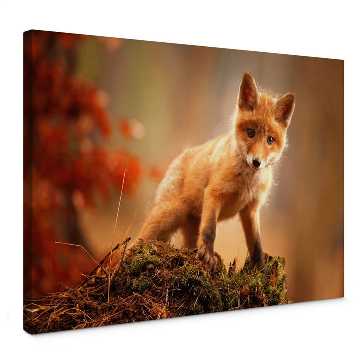 Leinwandbild Adamec - Junger Fuchs im Wald - WA357546