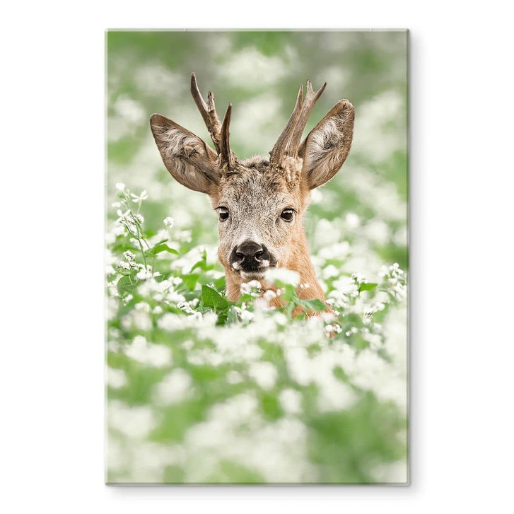 Glasbild van Duijn - Junger Rehbock im Heidekraut - WA353031