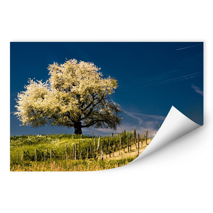 Wallprint Blütenpracht im April - WA182027