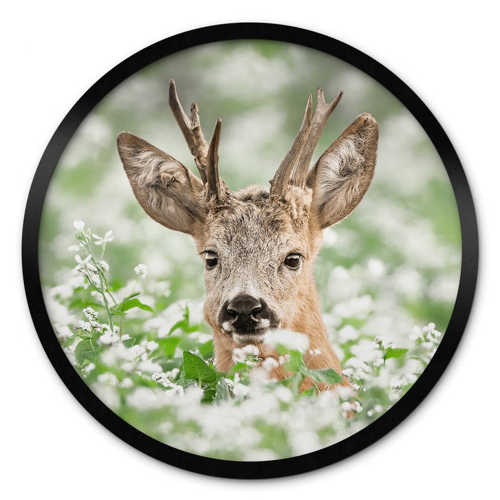 Poster van Duijn - Junger Rehbock im Heidekraut - Rund - WA380936