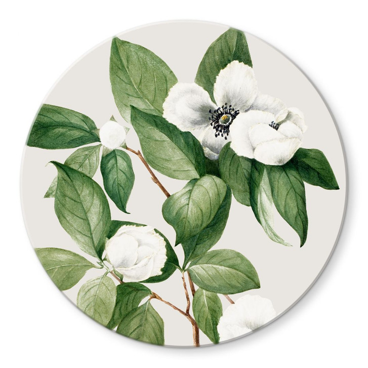 Glasbild Botanik Illustration einer Scheinkamelie - Walcott - Rund - WA400200