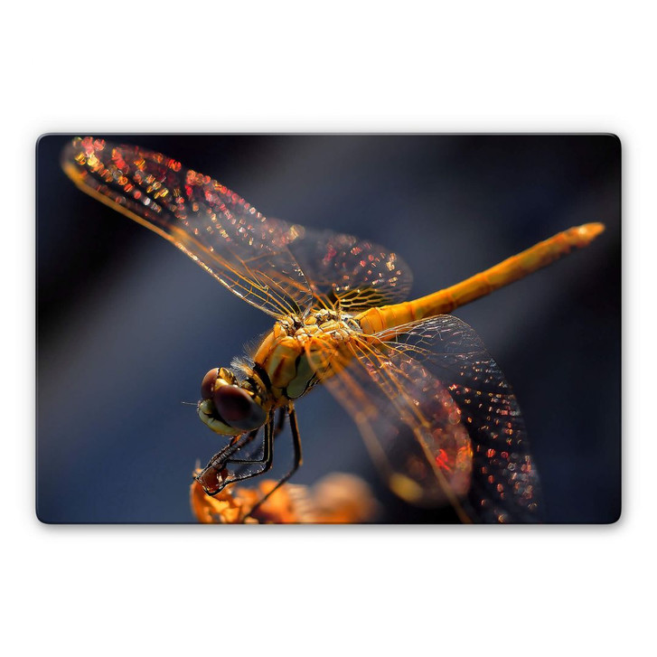 Glasbild Dufour - Libelle auf Tuchfühlung - WA232098